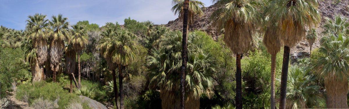Palm Canyon Image