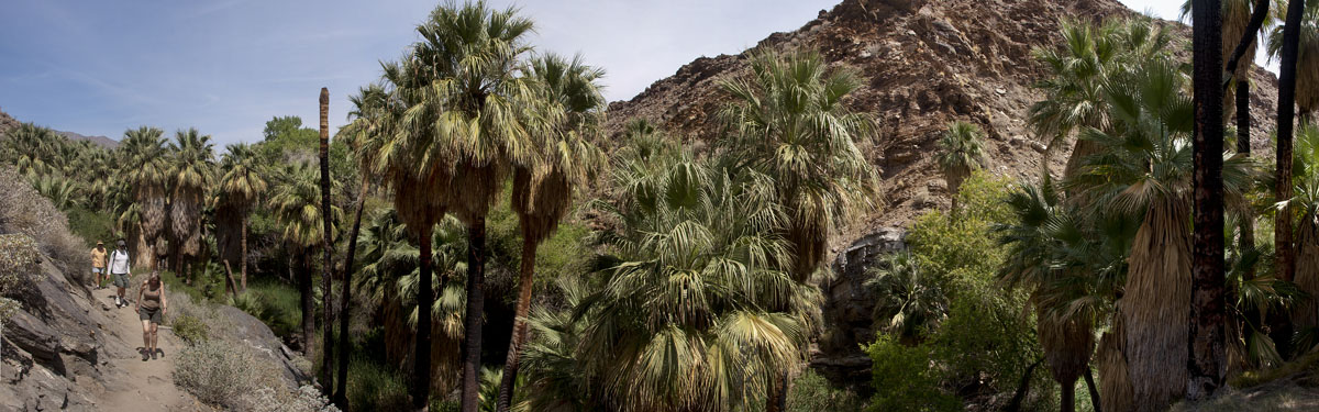 Palm Canyon Image